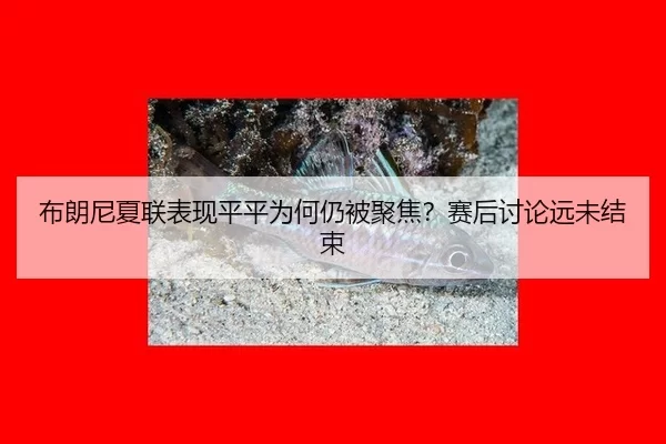 布朗尼夏联表现平平为何仍被聚焦？赛后讨论远未结束（YOUBO）